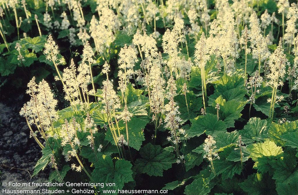 Herzblättrige Schaumblüte (Tiarella cordifolia)