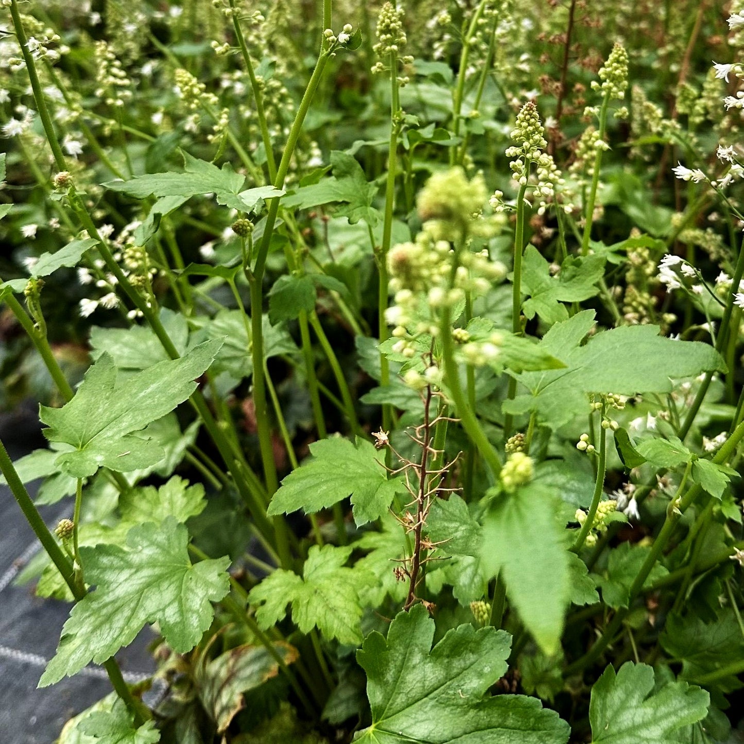 Heucherella 'Diamond Revolution' (Heucherella tiarell.)