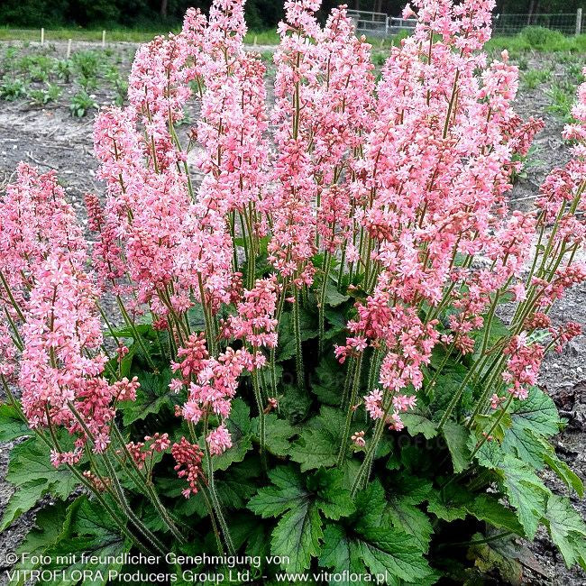Heucherella 'Pink Revolution' (Heucherella(x) tiarell.)