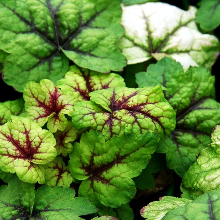 Heucherella 'Stoplight' (Heucherella tiarell.)