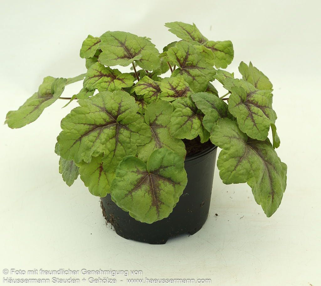 Heucherella 'Stoplight' (Heucherella(x) tiarell.)