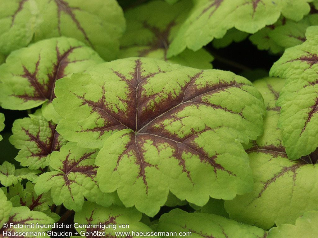Heucherella 'Stoplight' (Heucherella(x) tiarell.)