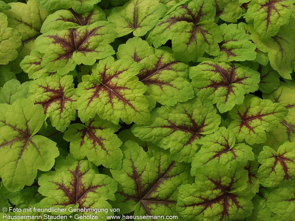 Heucherella 'Stoplight' (Heucherella(x) tiarell.)