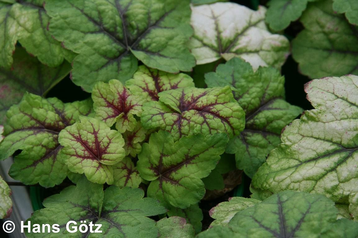 Heucherella 'Stoplight' (Heucherella(x) tiarell.)