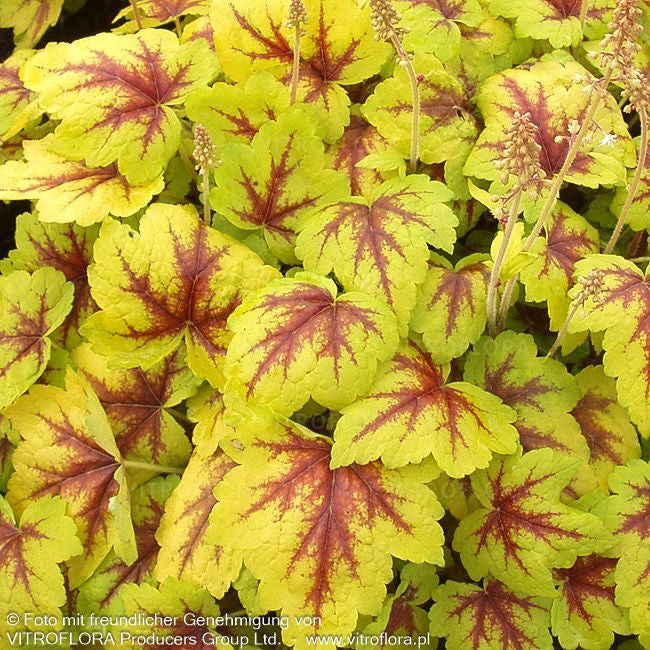 Heucherella 'Stoplight' (Heucherella(x) tiarell.)