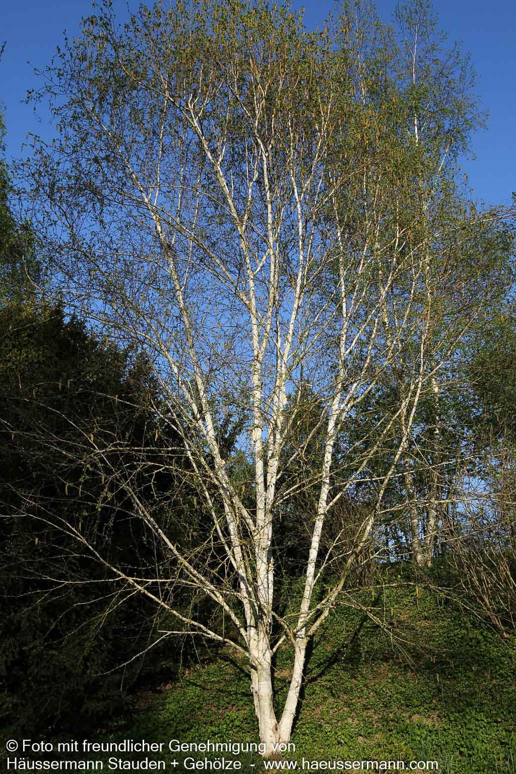 Himalaya-Birke (Betula utilis var.jacquemontii)