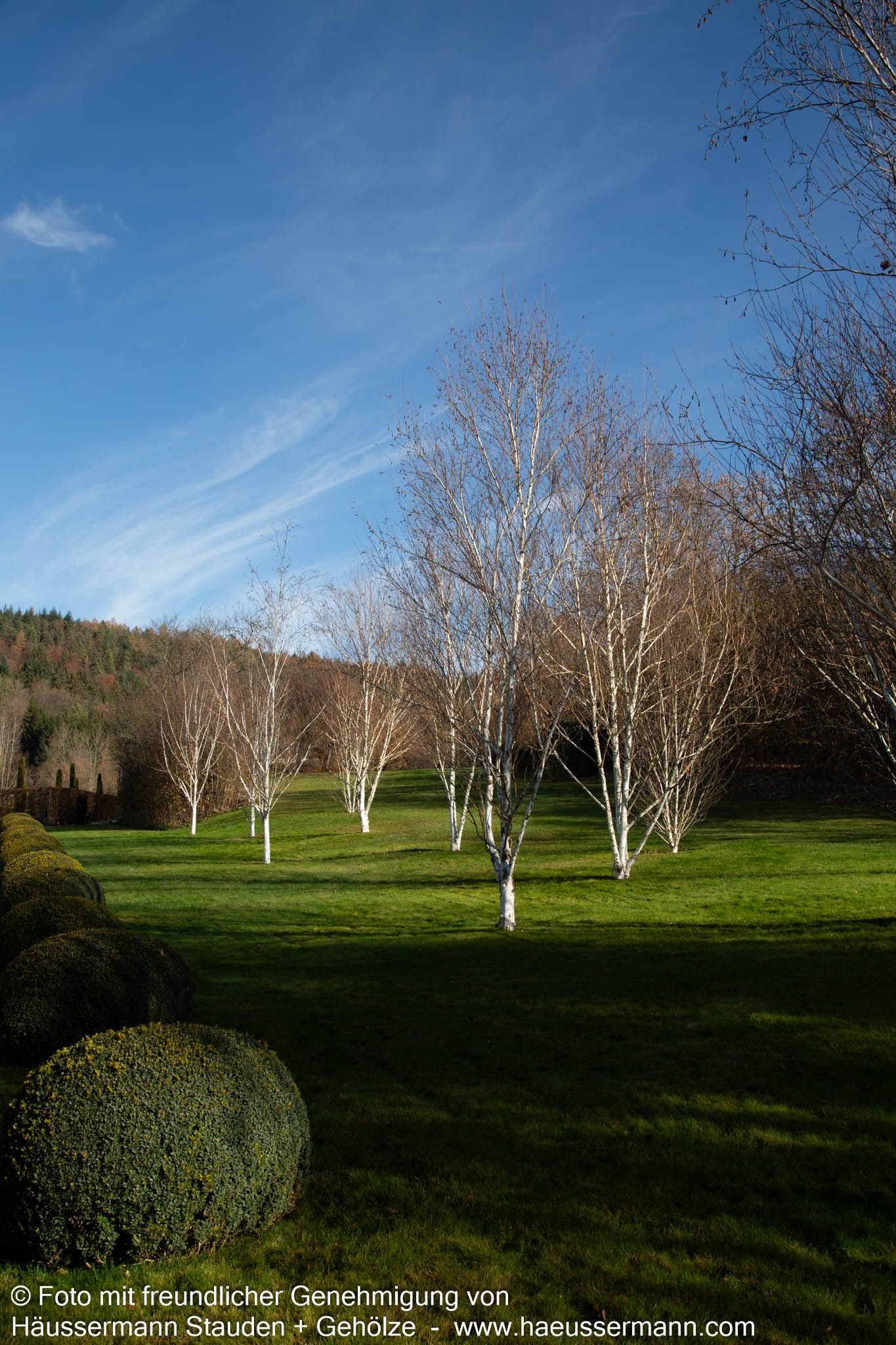 Himalaya-Birke (Betula utilis var.jacquemontii)