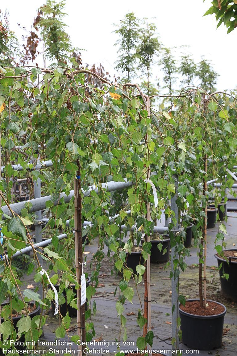 Himalaya-Birke (Betula utilis var.jacquemontii)