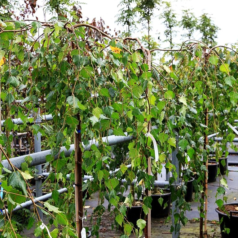 Himalaya-Birke (Betula utilis var.jacquemontii)