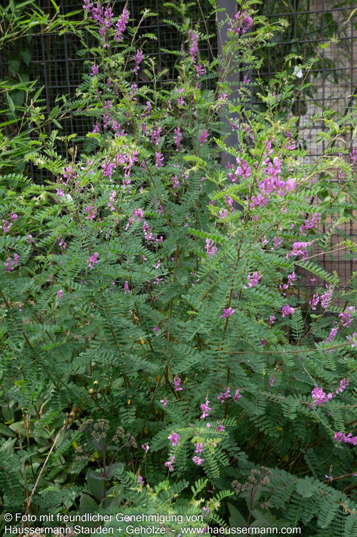 Himalaya-Indigostrauch (Indigofera heterantha)
