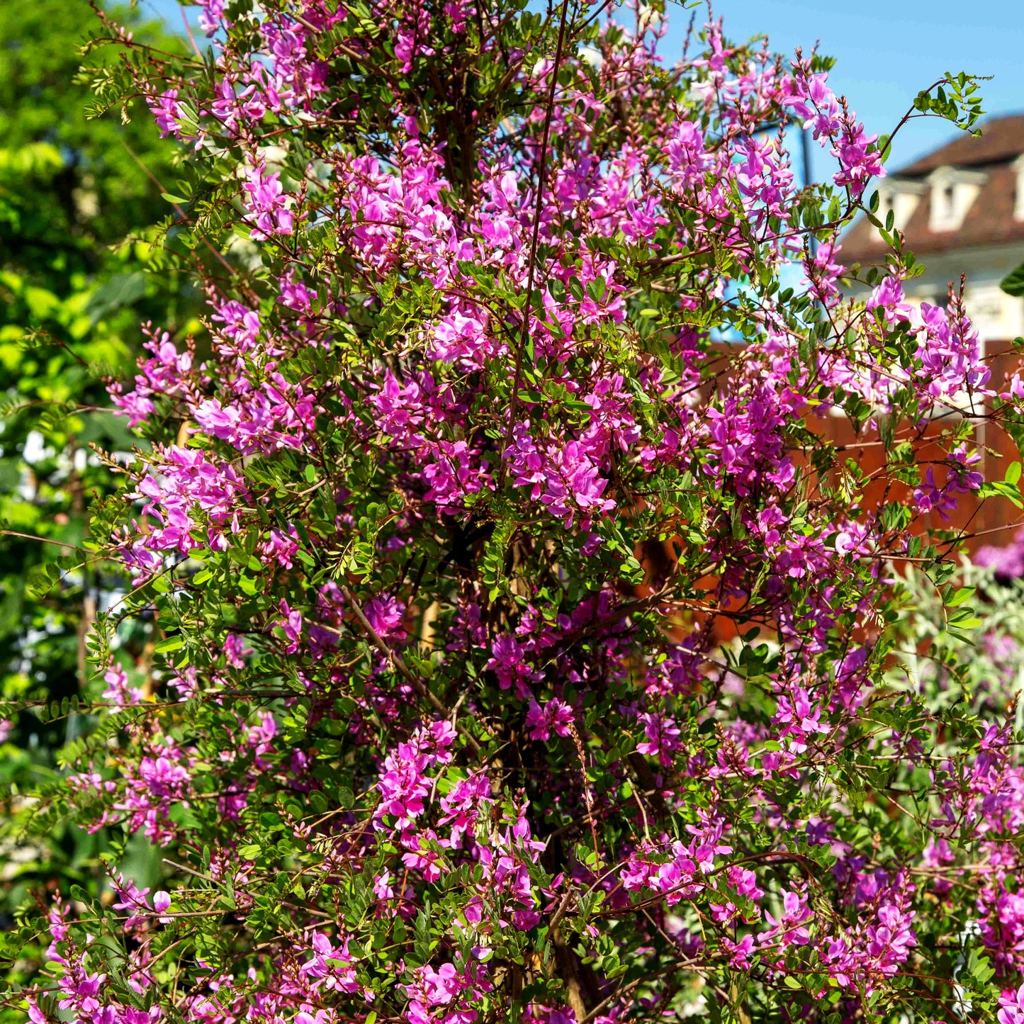Himalaya-Indigostrauch 'Silk Road' (Indigofera himalayensis)