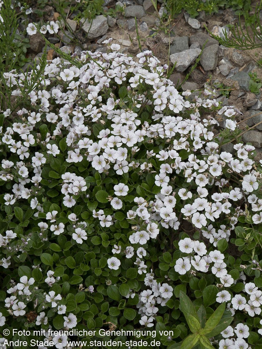 Himalaya-Schleierkraut (Gypsophila cerastioides)