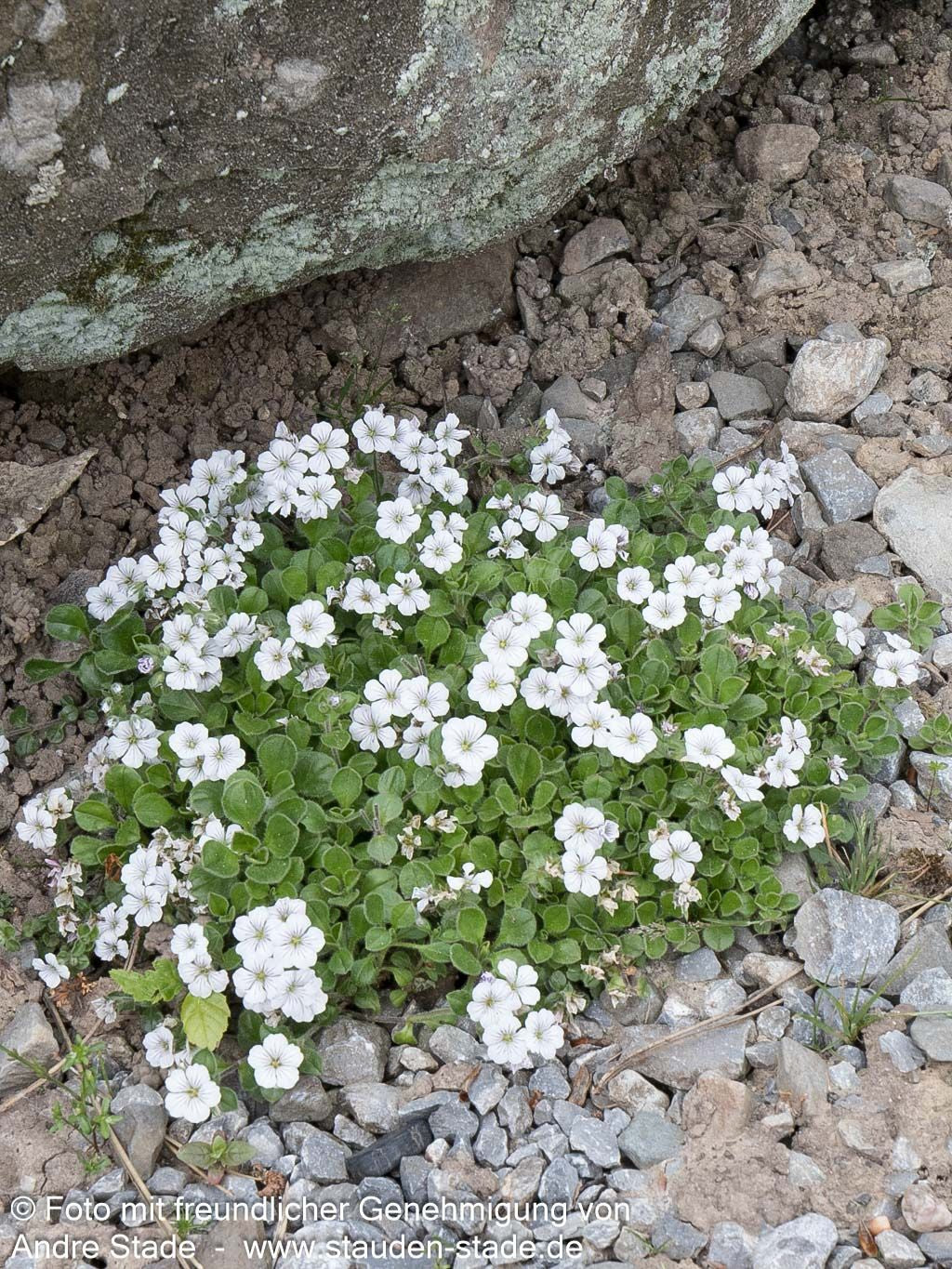 Himalaya-Schleierkraut (Gypsophila cerastioides)