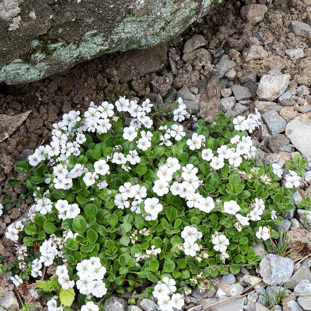 Himalaya-Schleierkraut (Gypsophila cerastioides)