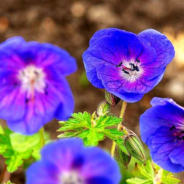 Himalaya-Storchschnabel (Geranium himalayense)