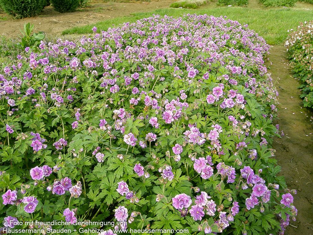 Himalaya-Storchschnabel 'Plenum' (Geranium himalayense)