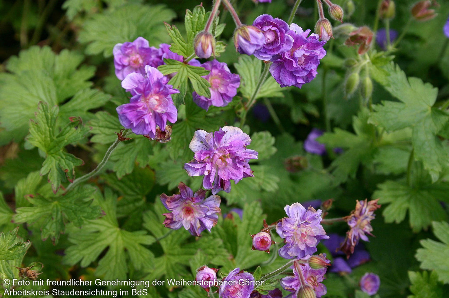 Himalaya-Storchschnabel 'Plenum' (Geranium himalayense)