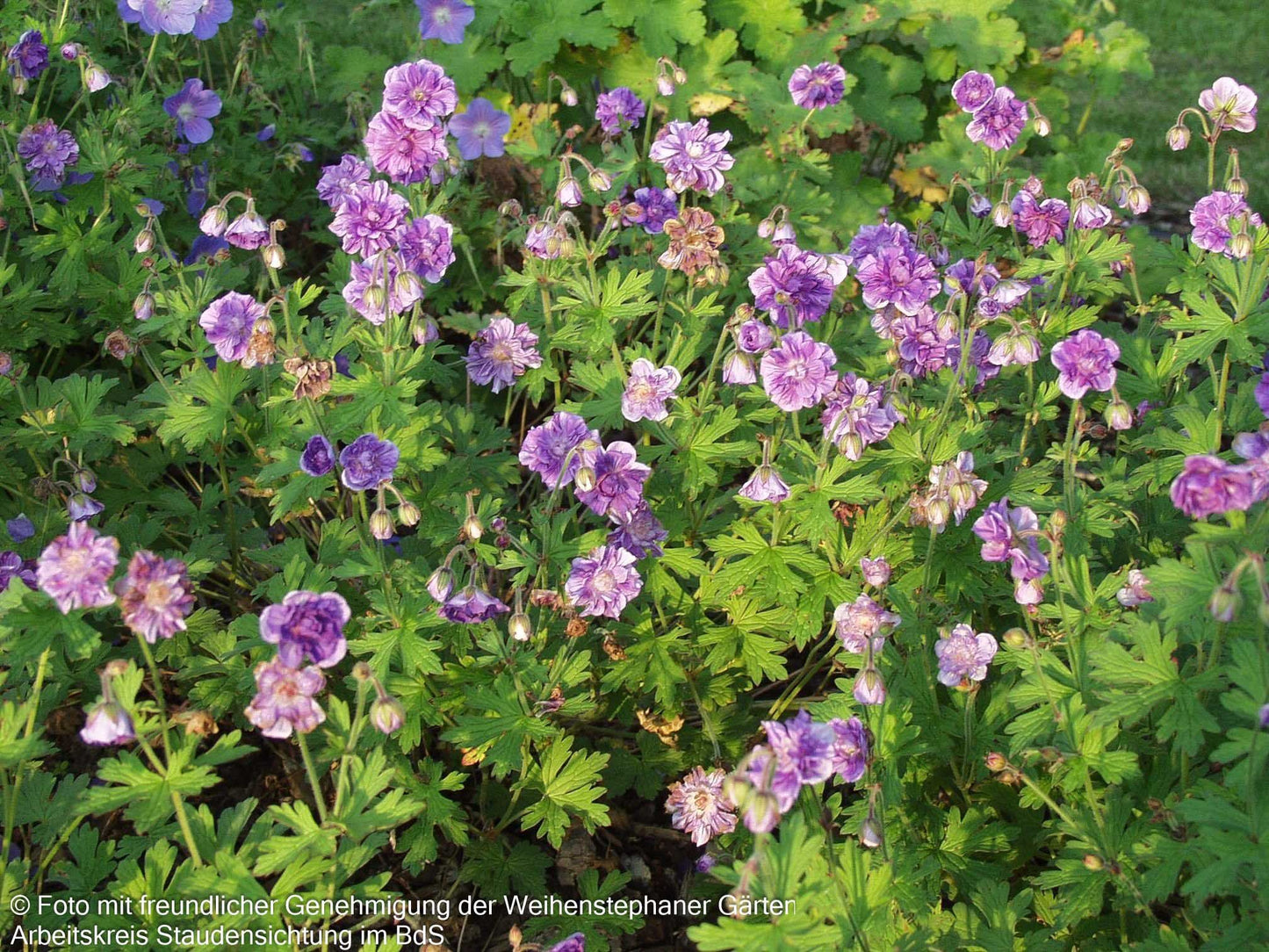 Himalaya-Storchschnabel 'Plenum' (Geranium himalayense)