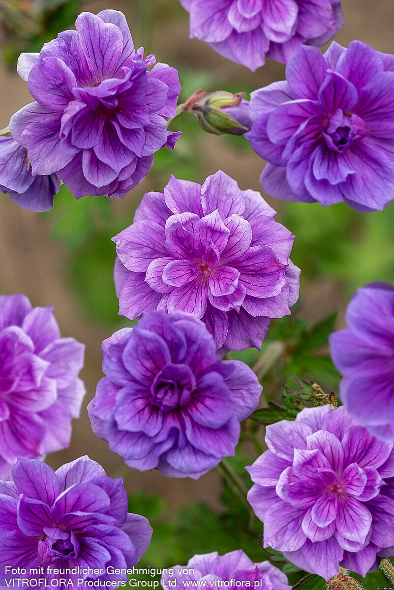 Himalaya-Storchschnabel 'Plenum' (Geranium himalayense)