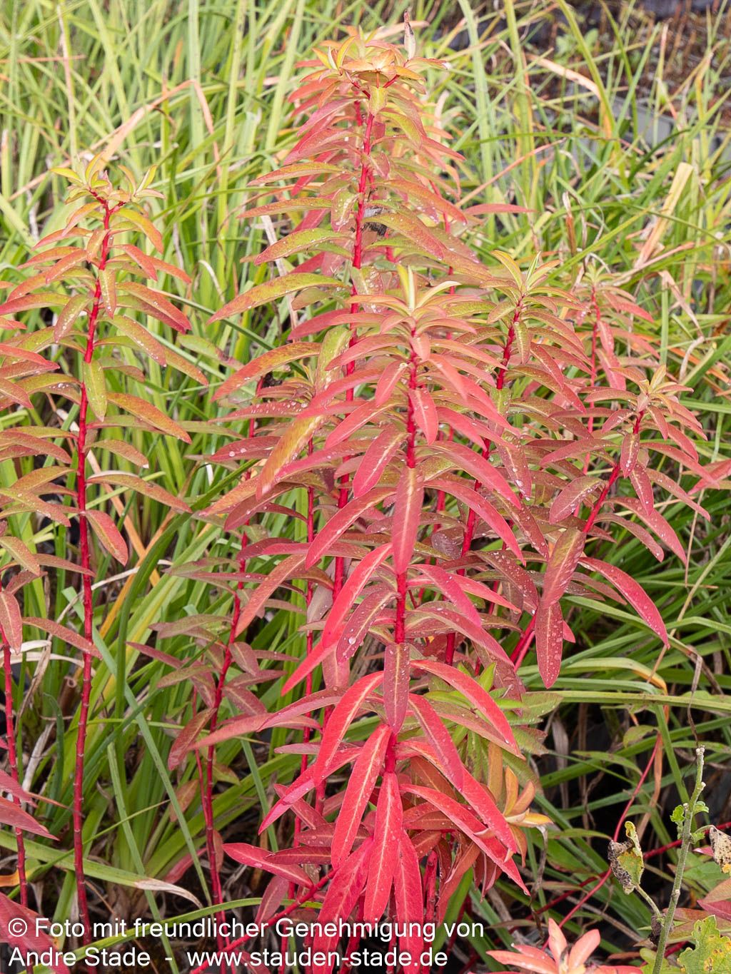 Himalaya-Wolfsmilch 'Beauty Orange' (Euphorbia griffithii)