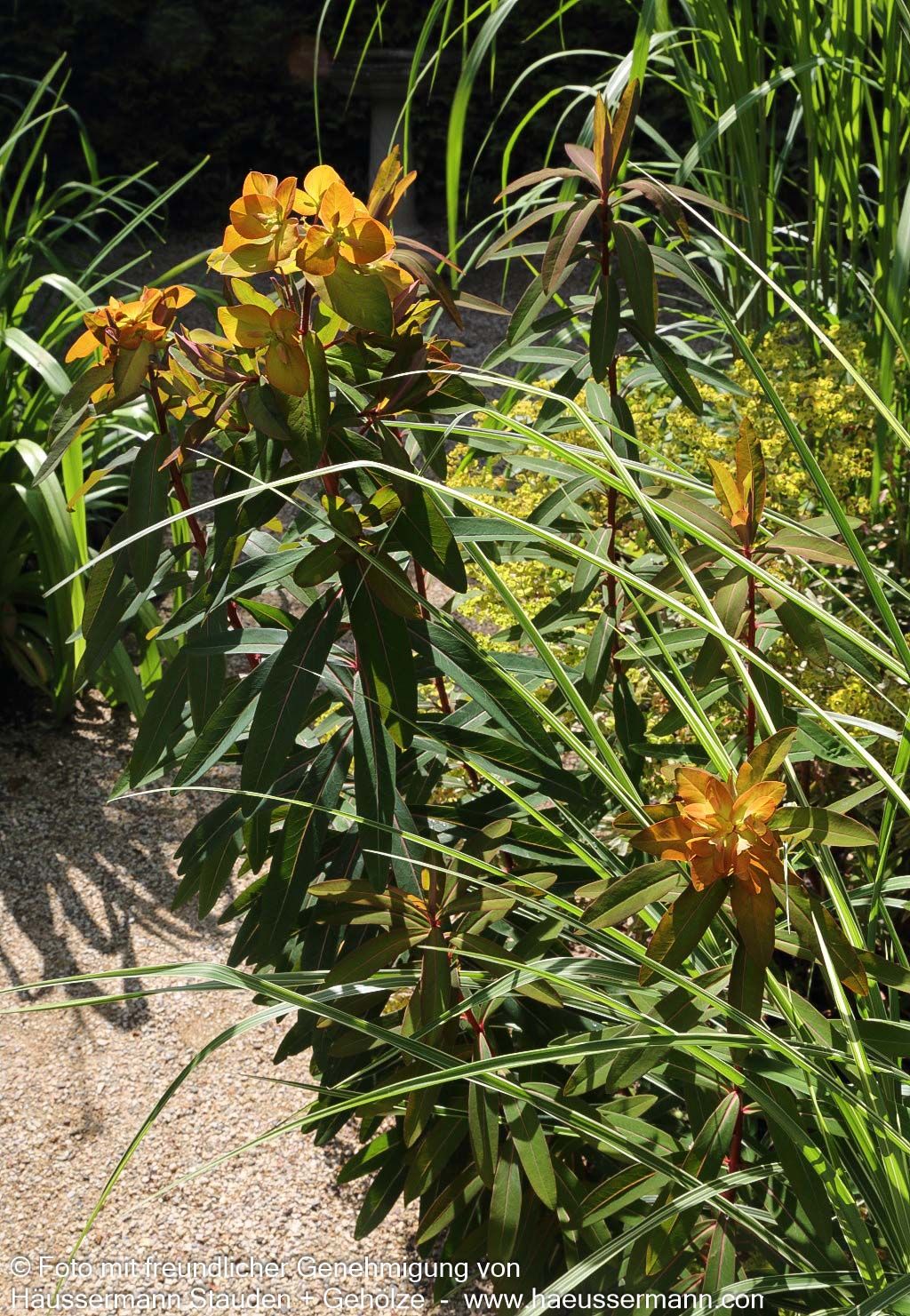 Himalaya-Wolfsmilch 'Beauty Orange' (Euphorbia griffithii)