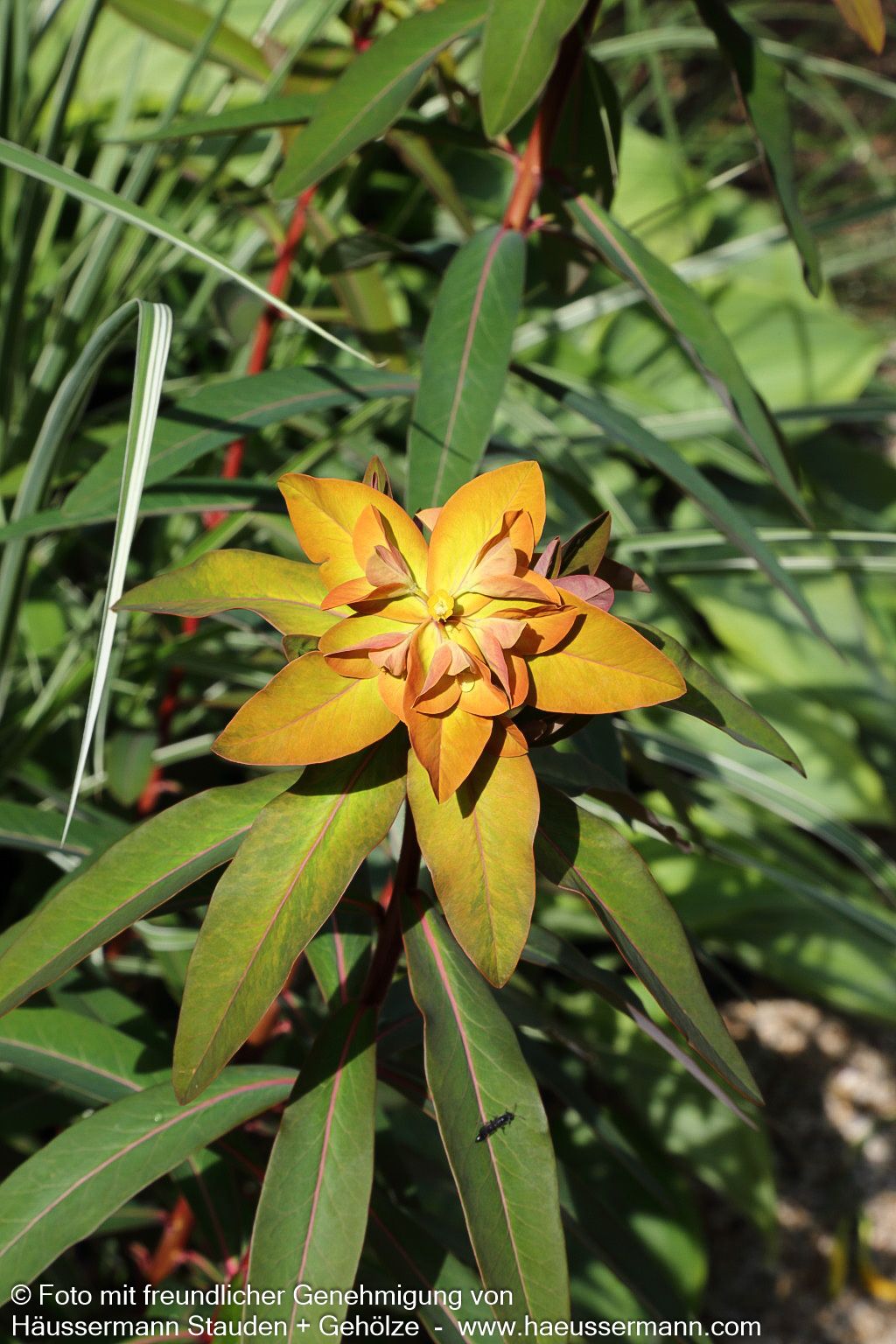 Himalaya-Wolfsmilch 'Beauty Orange' (Euphorbia griffithii)