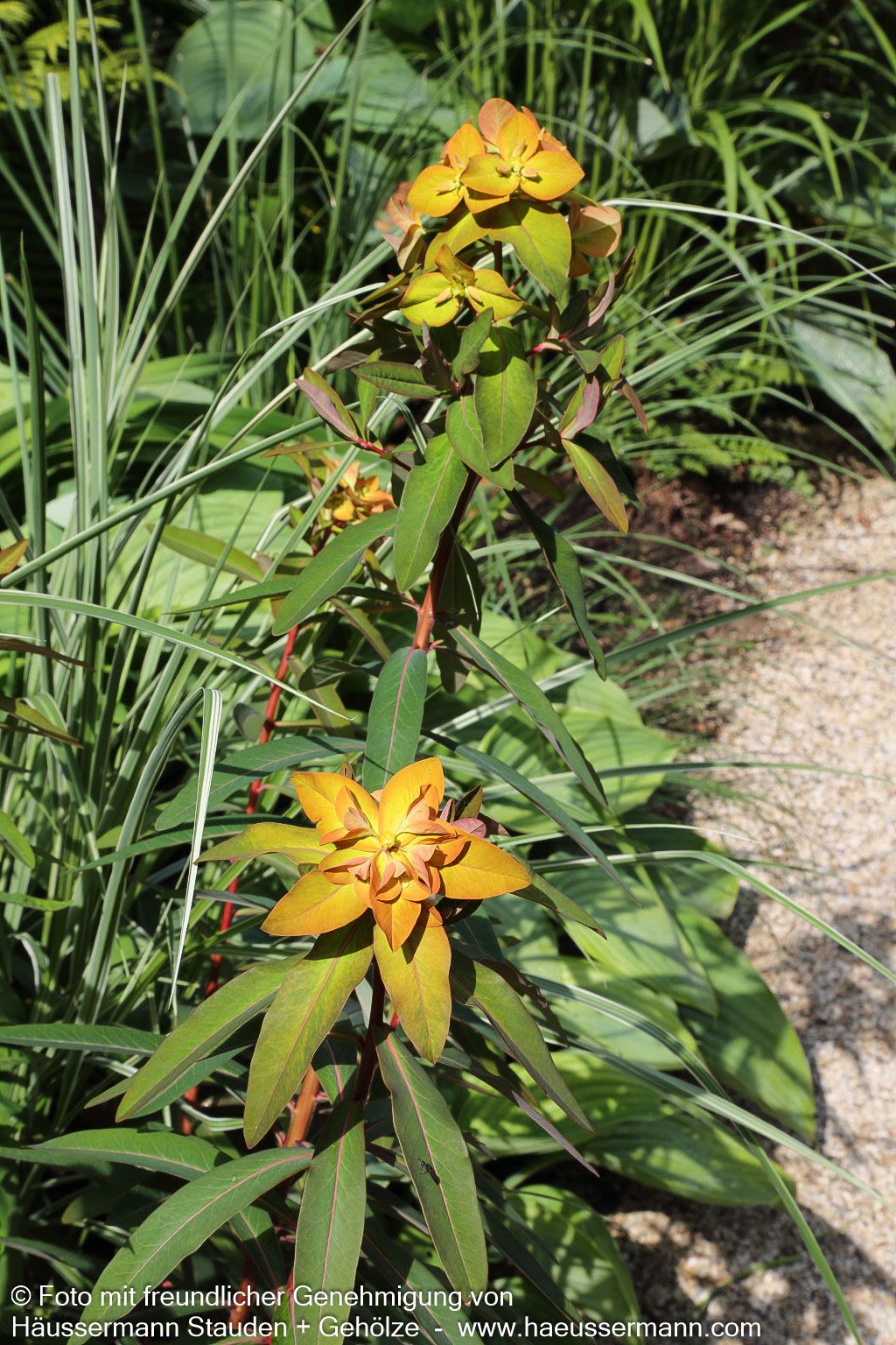 Himalaya-Wolfsmilch 'Beauty Orange' (Euphorbia griffithii)