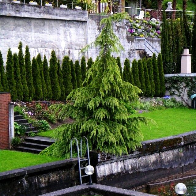 Himalaya-Zeder (Cedrus deodara)