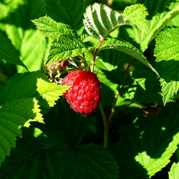 Himbeere (Rubus idaeus , Preisgr.II II)