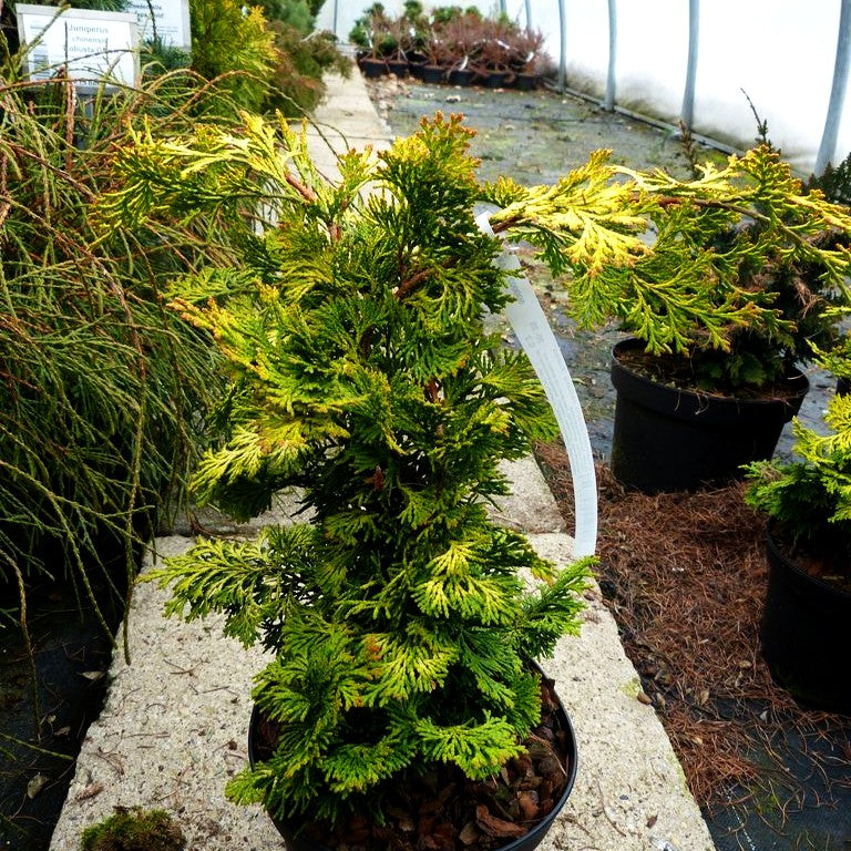 Hinoki Scheinzypresse 'Aurea' (Chamaecyparis obtusa)