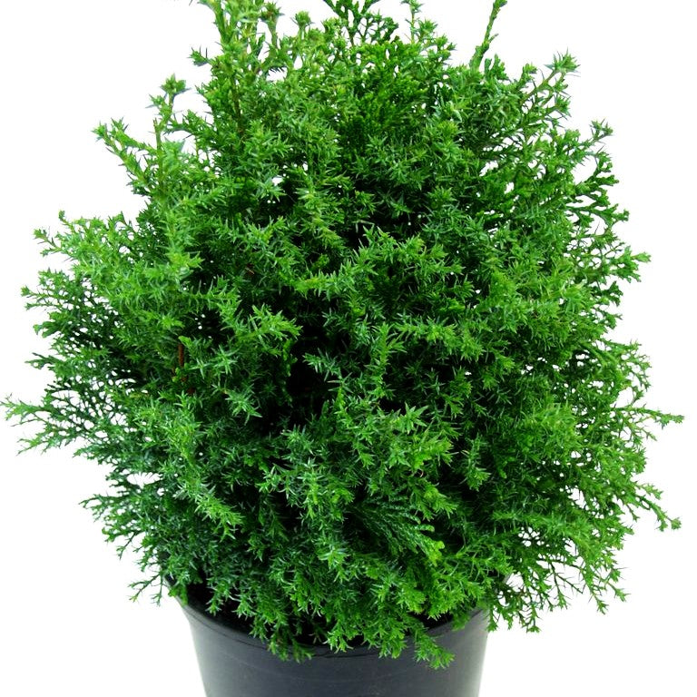 Hinoki-Scheinzypresse 'Chabo-yadori' (Chamaecyparis obtusa)