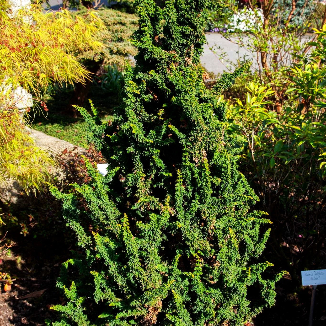 Hinoki-Scheinzypresse 'Chirimen' (Chamaecyparis obtusa)