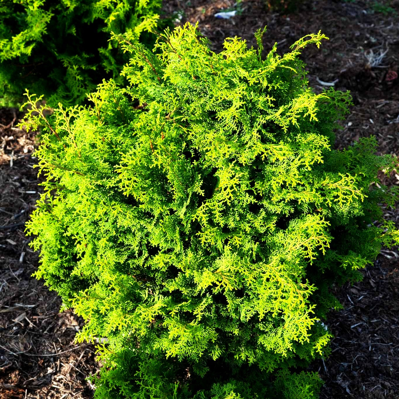Hinoki-Scheinzypresse 'Graciosa' (Chamaecyparis obtusa)