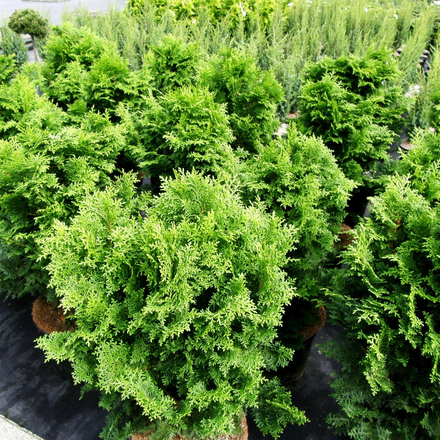 Hinoki-Scheinzypresse 'Graciosa' (Chamaecyparis obtusa)