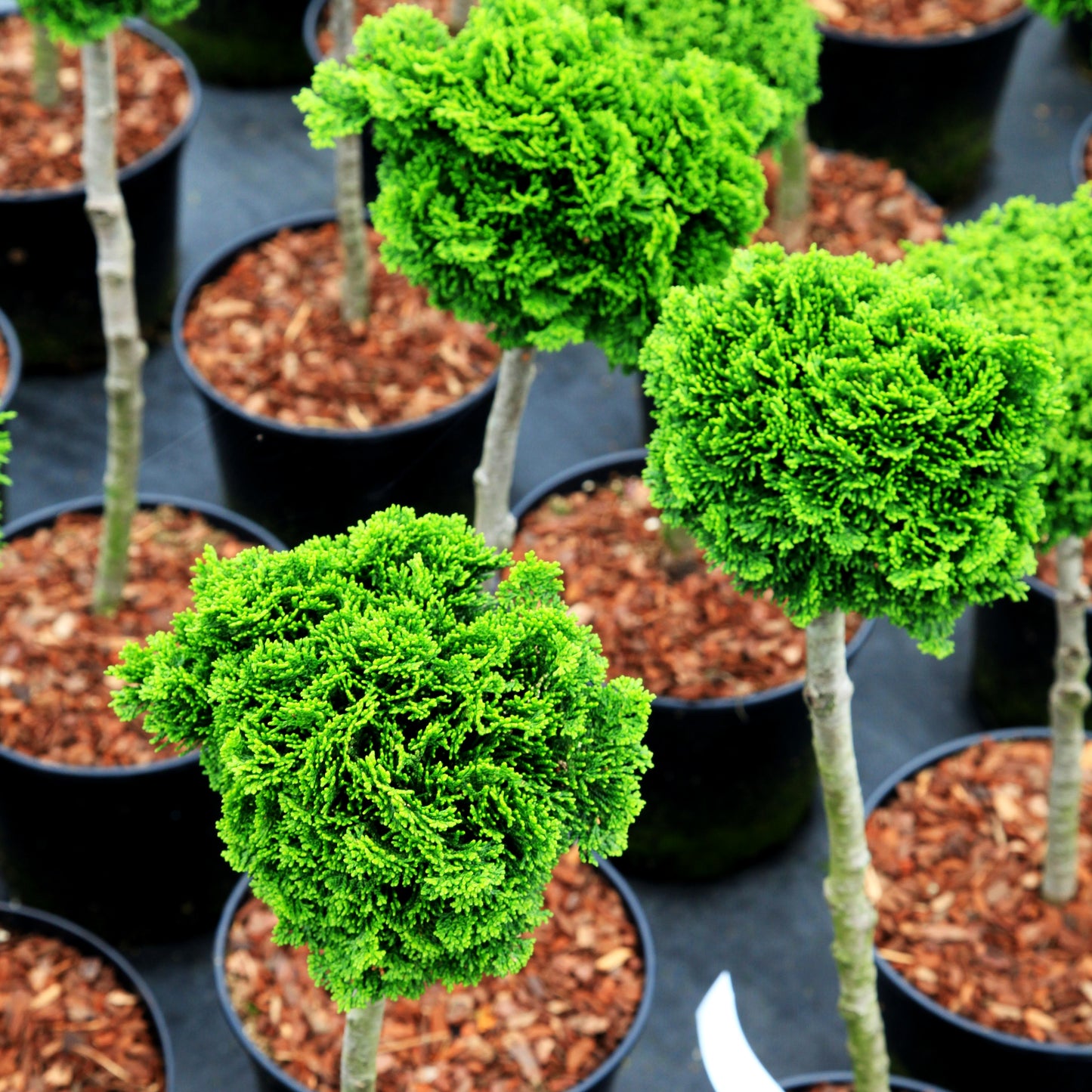 Hinoki-Scheinzypresse 'Juniperoides' (Chamaecyparis obtusa)