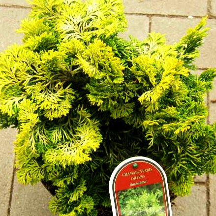 Hinoki-Scheinzypresse 'Rashahiba' (Chamaecyparis obtusa)