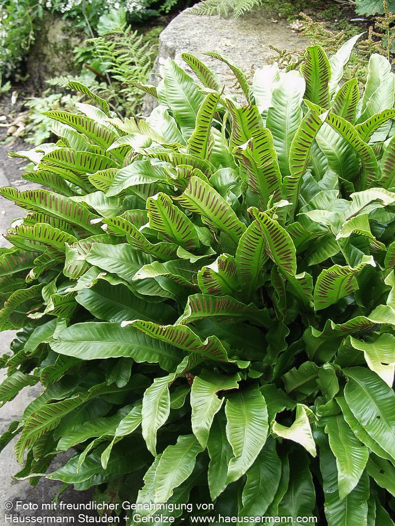 Hirschzungenfarn (Phyllitis scolopendrium)