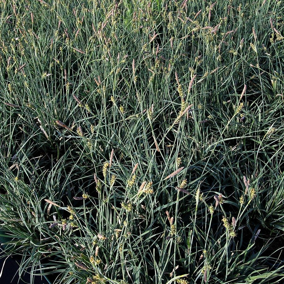 Hirse-Segge (Carex panicea)