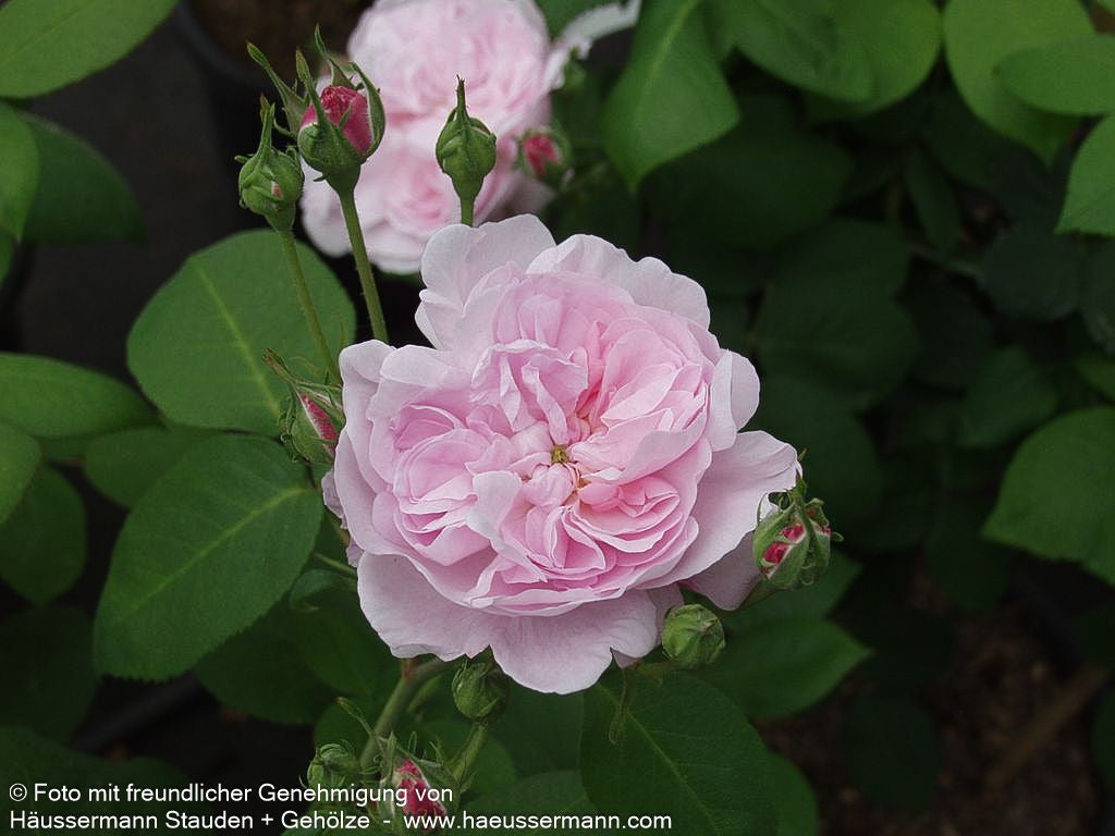 Historische Strauchrose 'Fantin Latour' (Rosa STR IV)