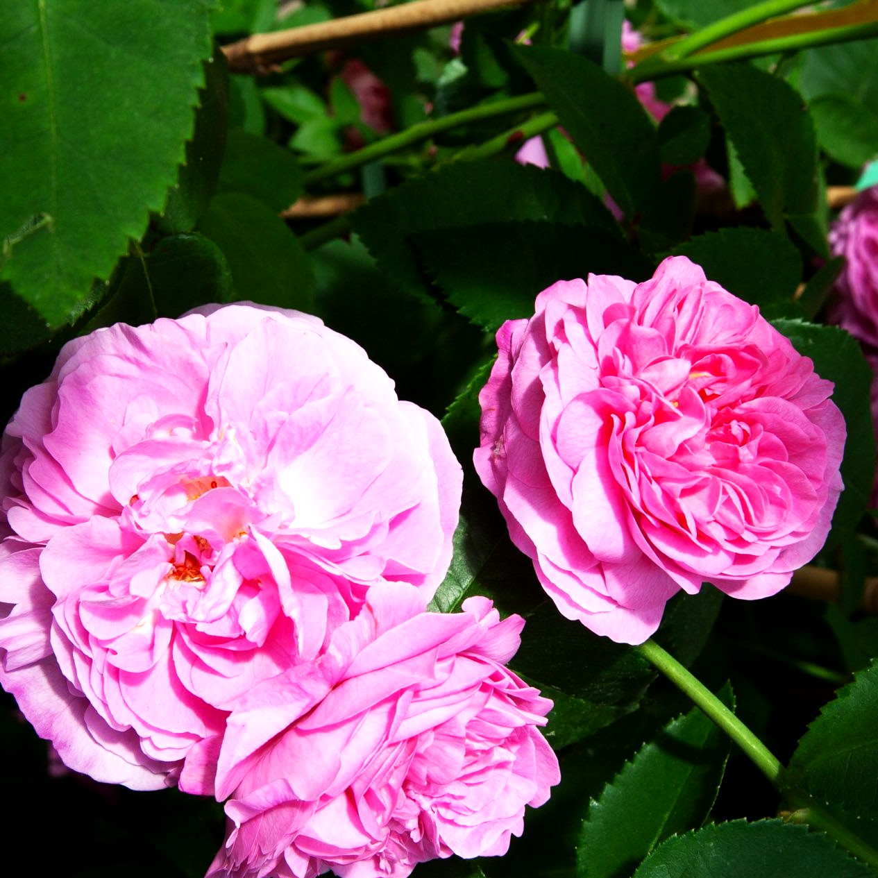Historische Strauchrose 'Louise Odier' (Rosa STR IV)