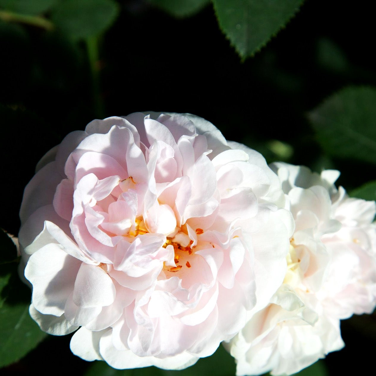 Historische Strauchrose 'Maiden's Blush' (Rosa STR V)