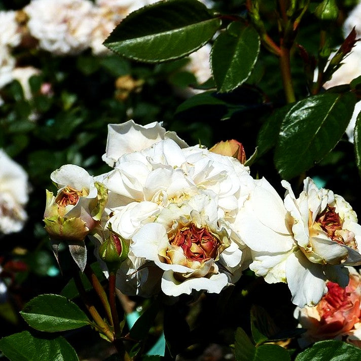 Historische Strauchrose 'Marlene Charell' (Rosa STR IV)