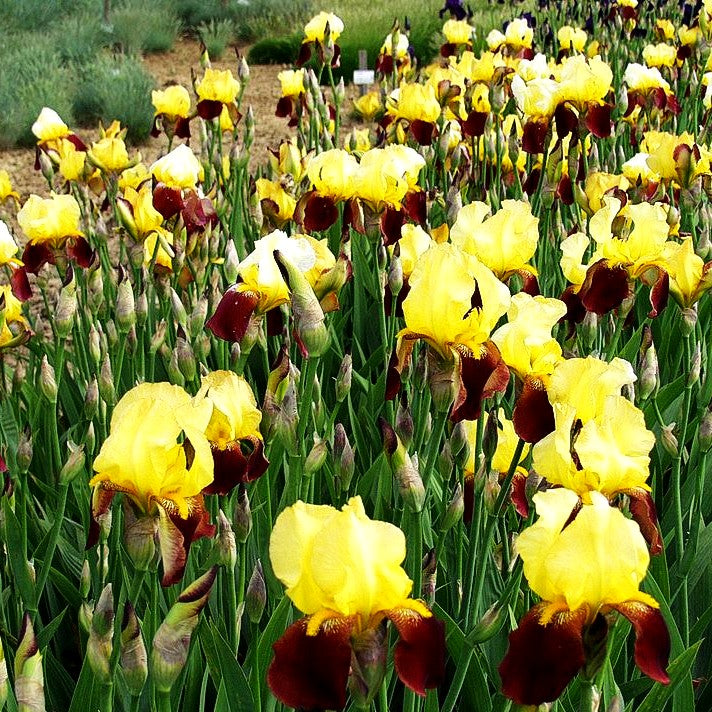 Hohe Bart-Schwertlilie 'Accent' (Iris x barb.-elat.)