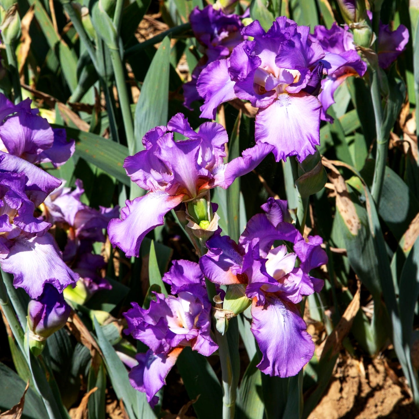 Hohe Bart-Schwertlilie 'Amethyst Flame' (Iris x barb.-elat.)