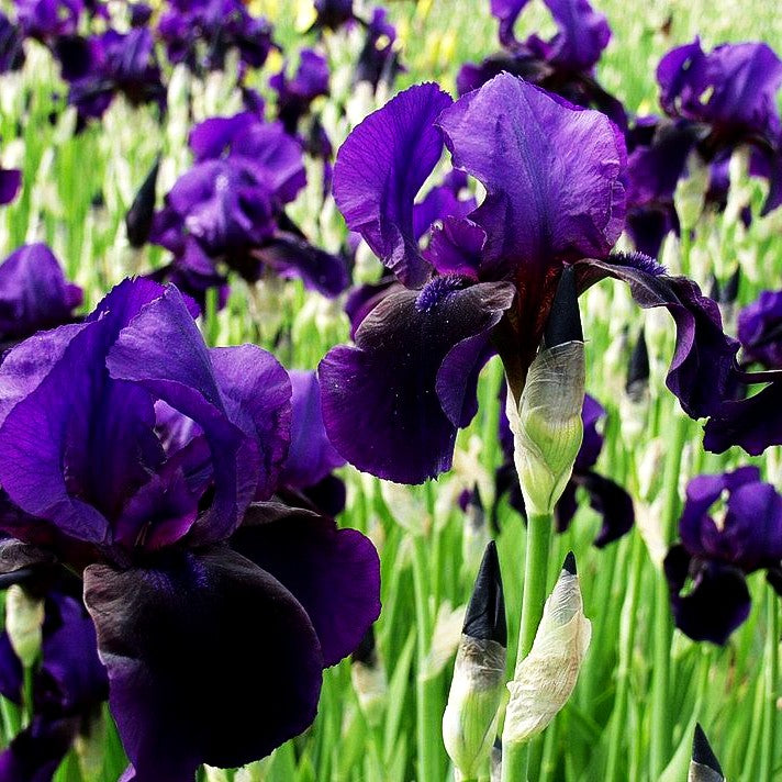 Hohe Bart-Schwertlilie 'Black Hills' (Iris x barb.-elat.)