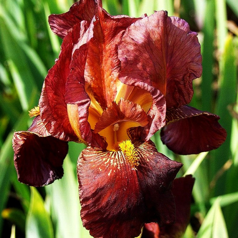 Hohe Bart-Schwertlilie 'Caldron' (Iris x barb.-elat.)