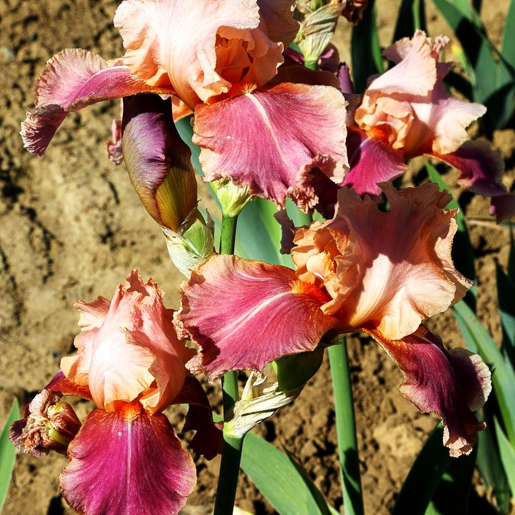 Hohe Bart-Schwertlilie 'Carnaby' (Iris x barb.-elat.)