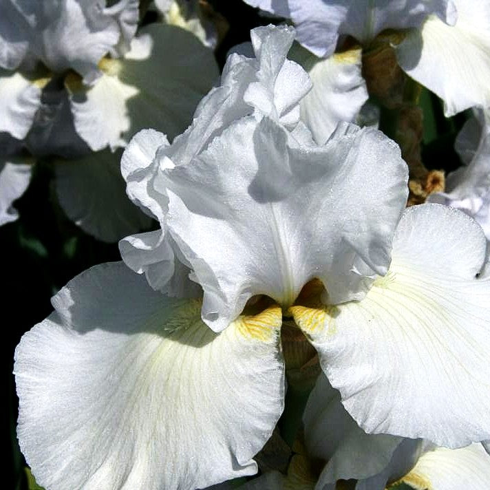 Hohe Bart-Schwertlilie 'Cup Race' (Iris x barb.-elat.)