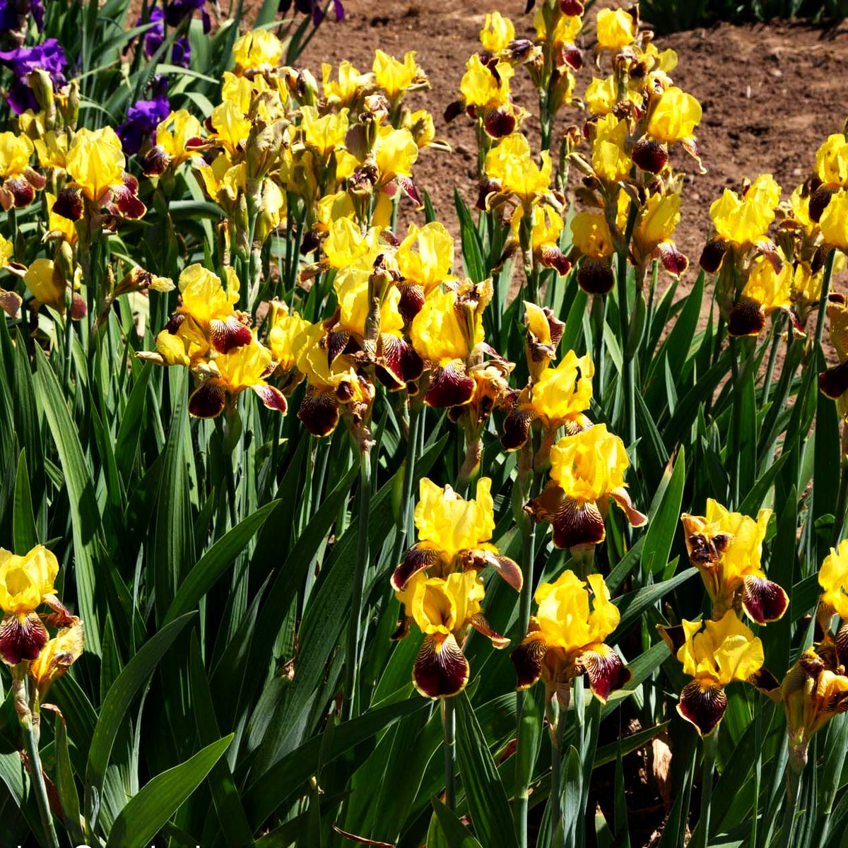 Hohe Bart-Schwertlilie 'Flammenschwert' (Iris x barb.-elat.)