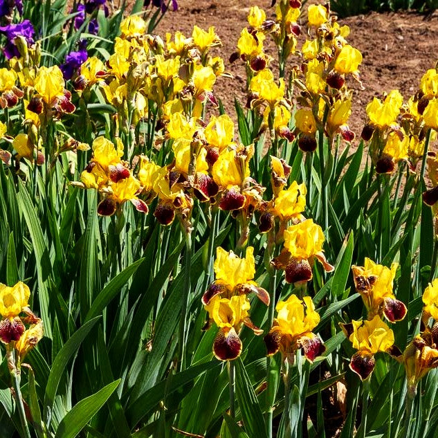 Hohe Bart-Schwertlilie 'Flammenschwert' (Iris x barb.-elat.)